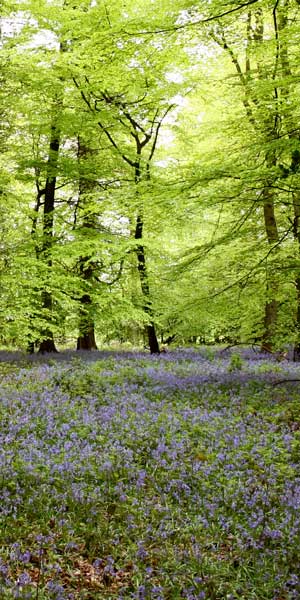 bluebells